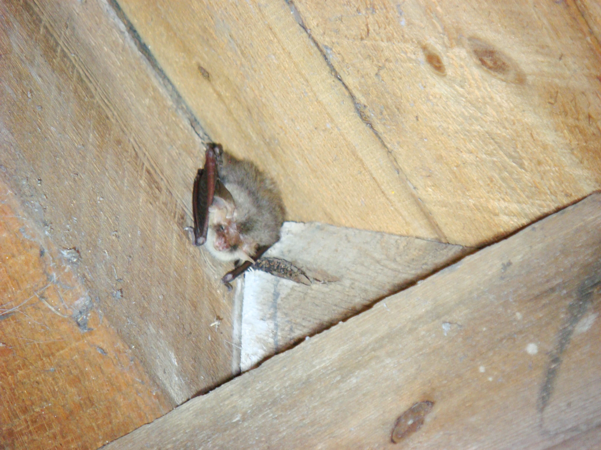 Brown Long-Eared Bat in Roof Void