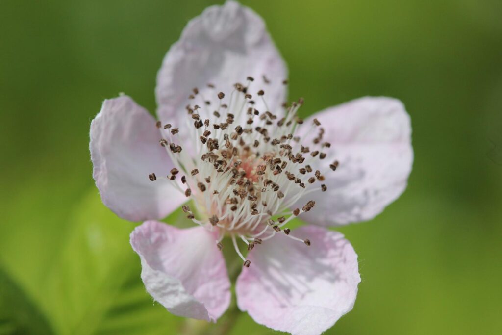 What is a National Vegetation Classification?