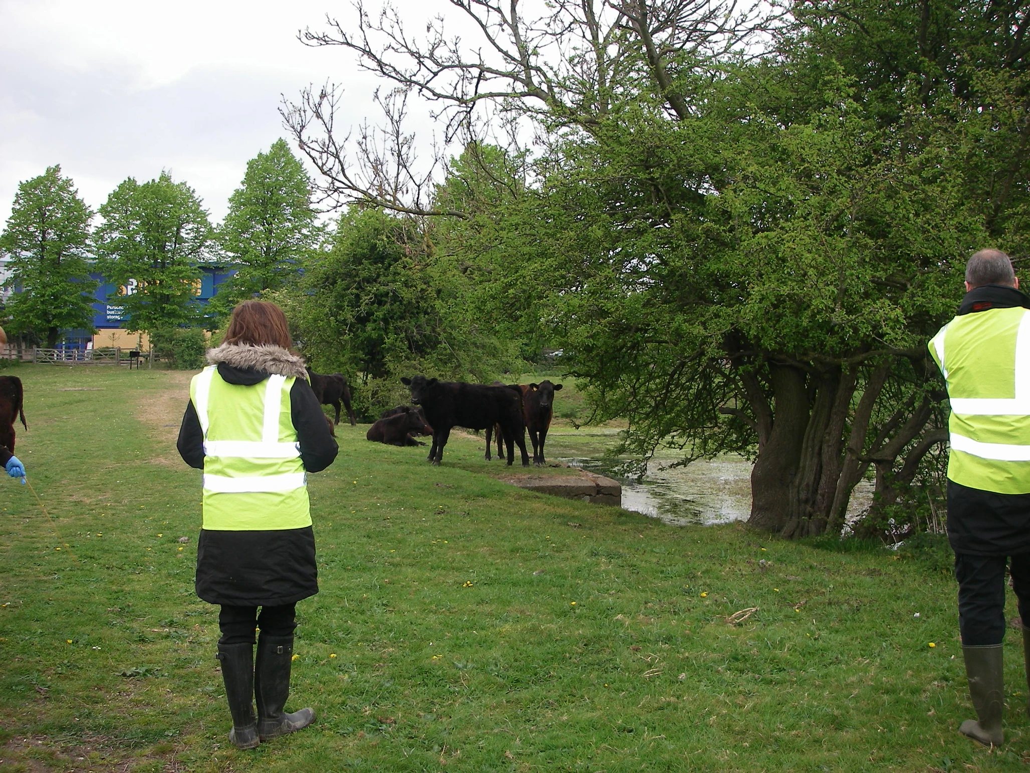 People in Hi Viz jackets looking at cows