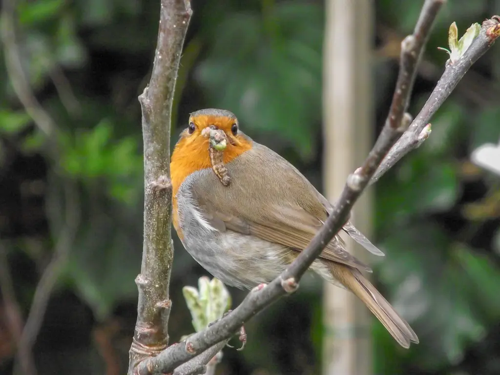 What is a Breeding Bird Survey?