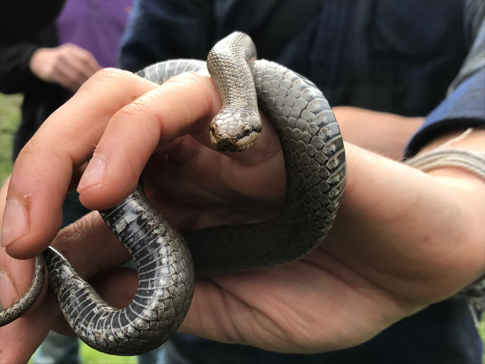 Snake wrapped around hand