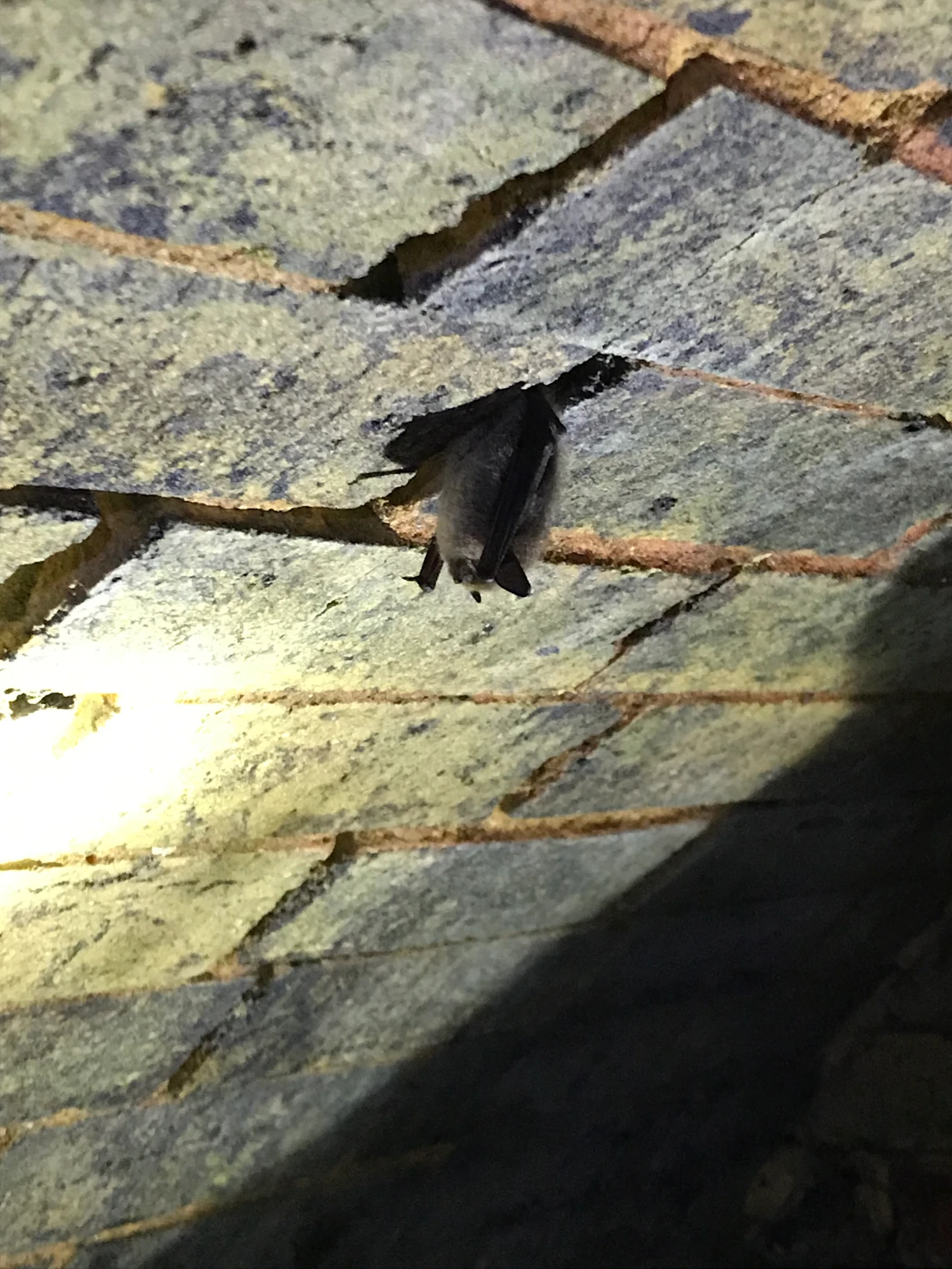 Bat in roof
