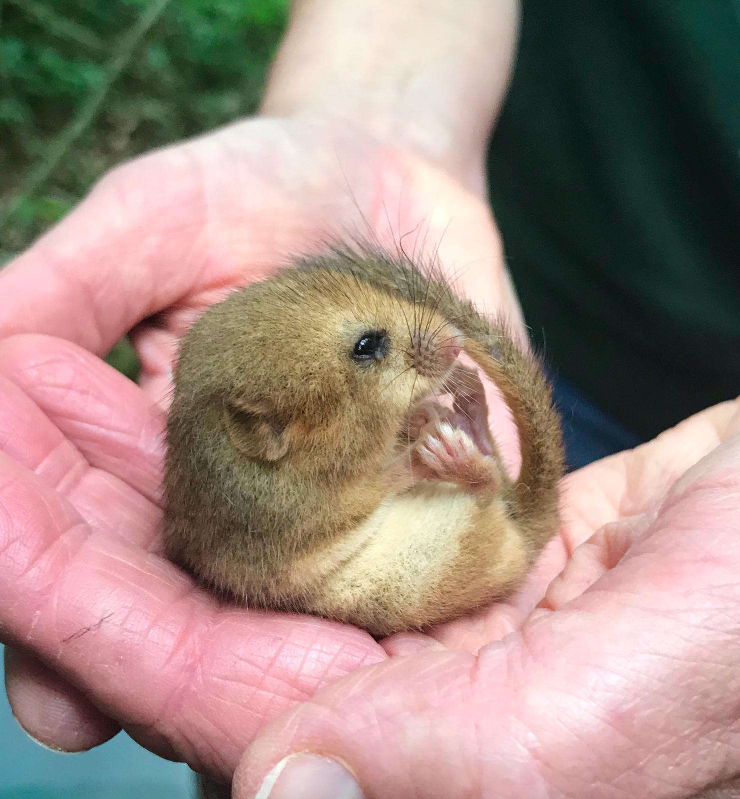 Hazel Dormouse
