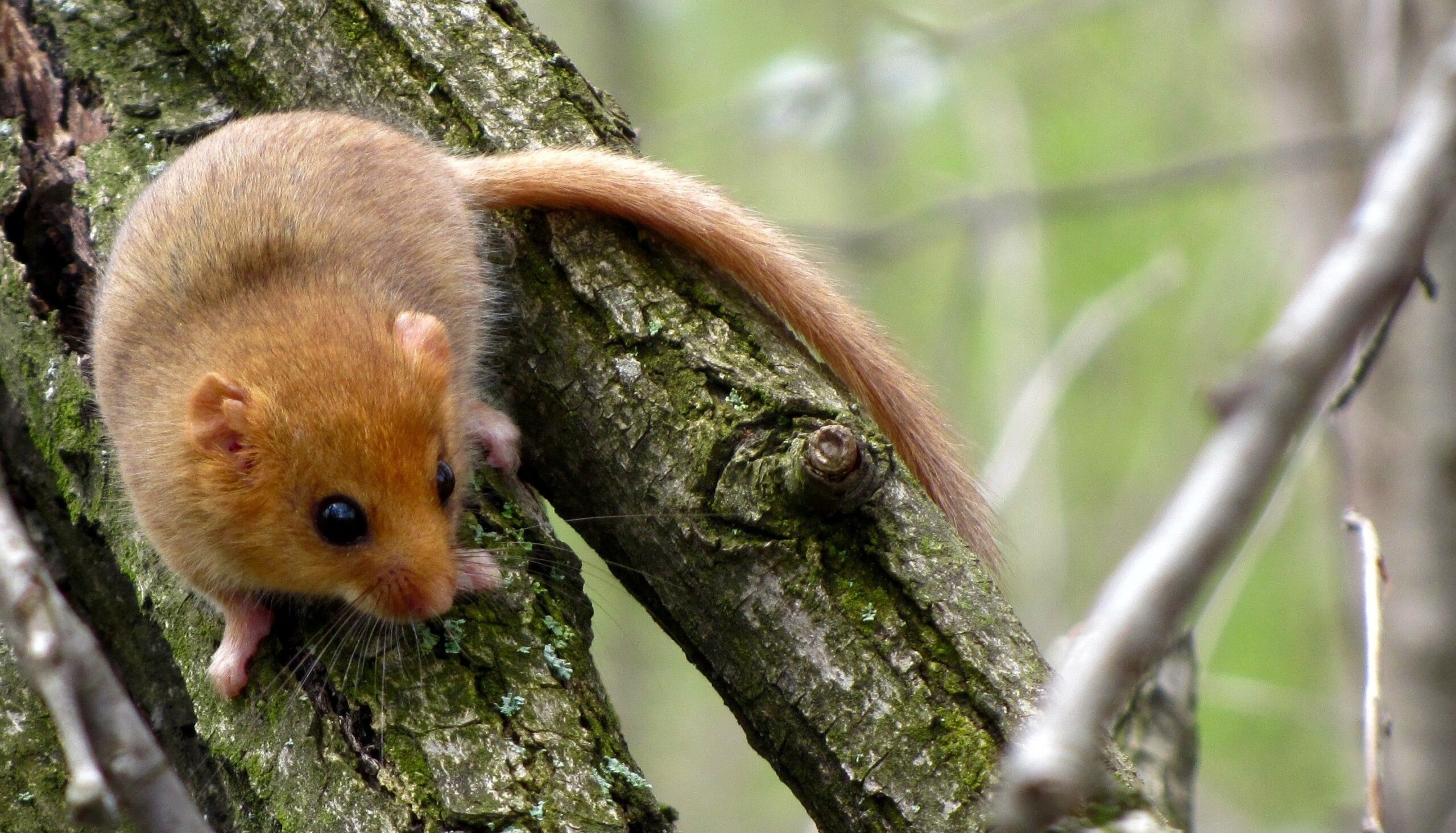 Hazel Dormouse on branch