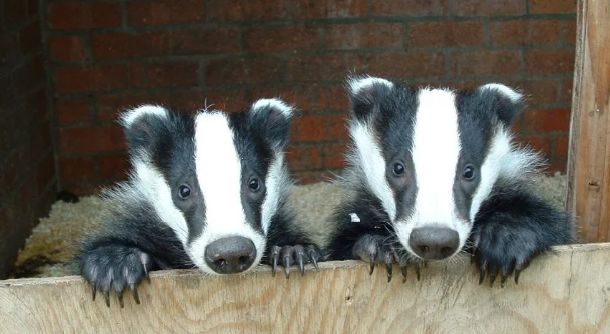 Badgers