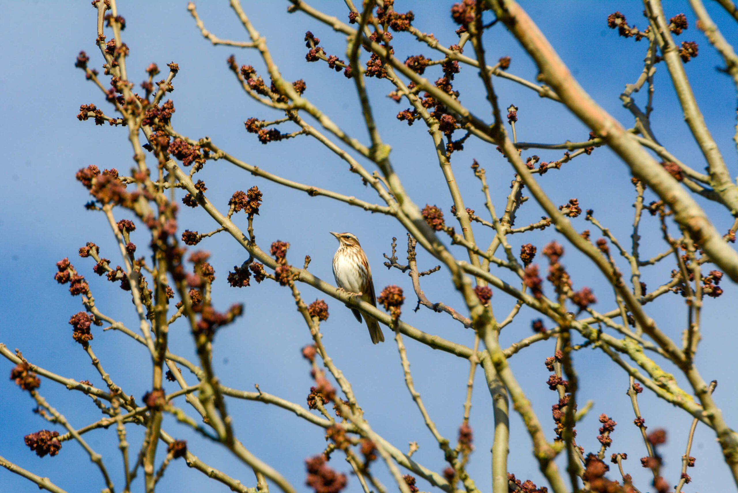 Bird on branch