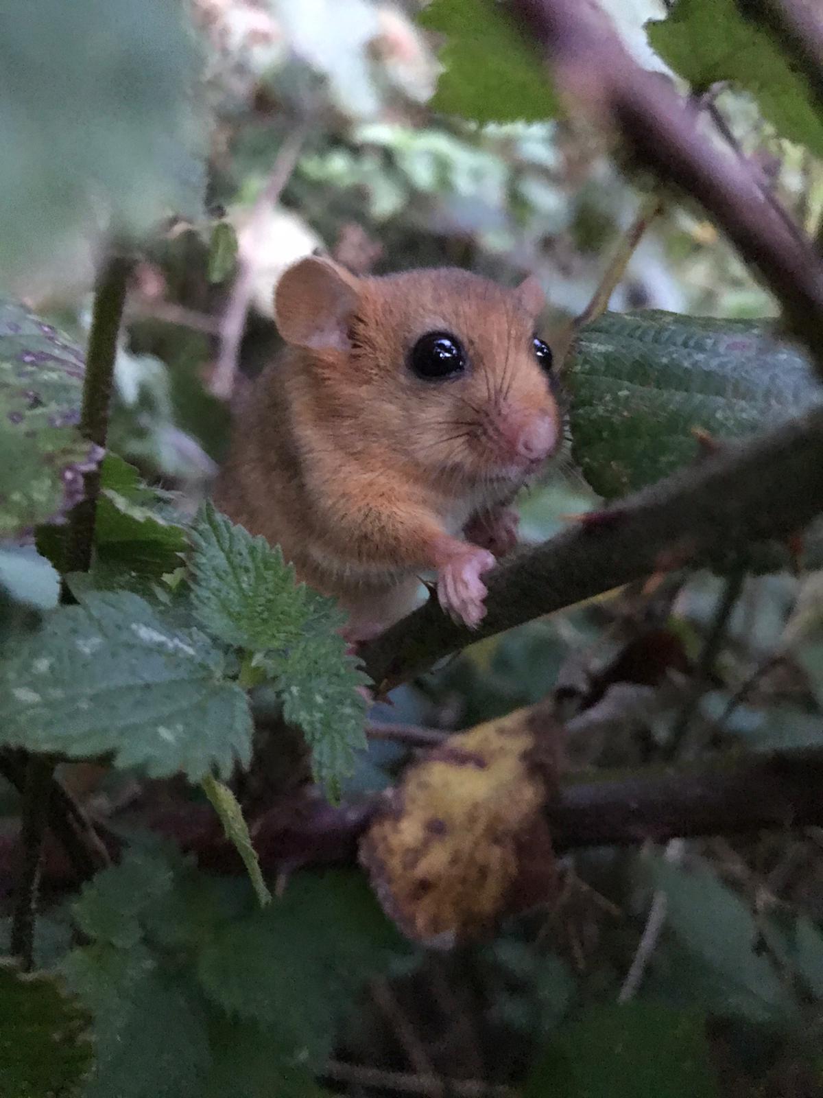 Hazel Dormouse