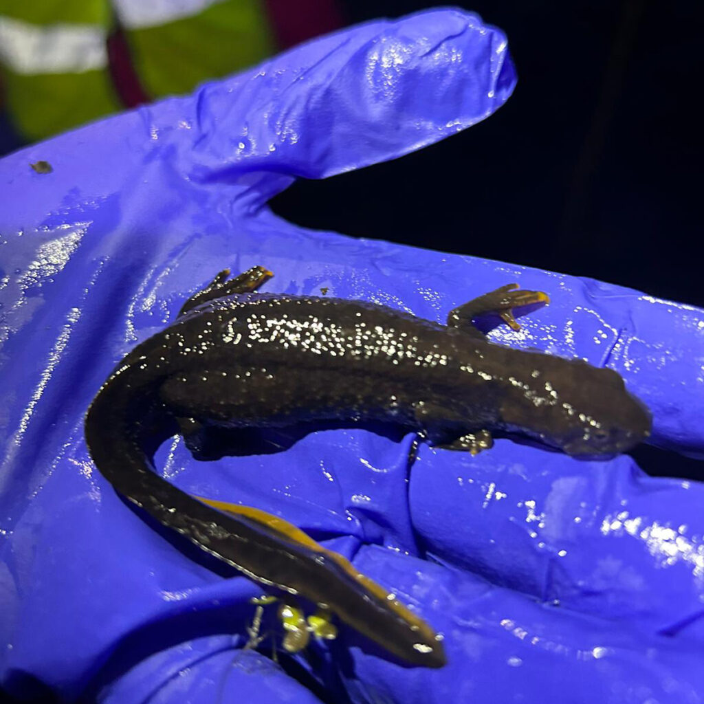 Great Crested Newt Survey Season: How to Avoid Planning Delays