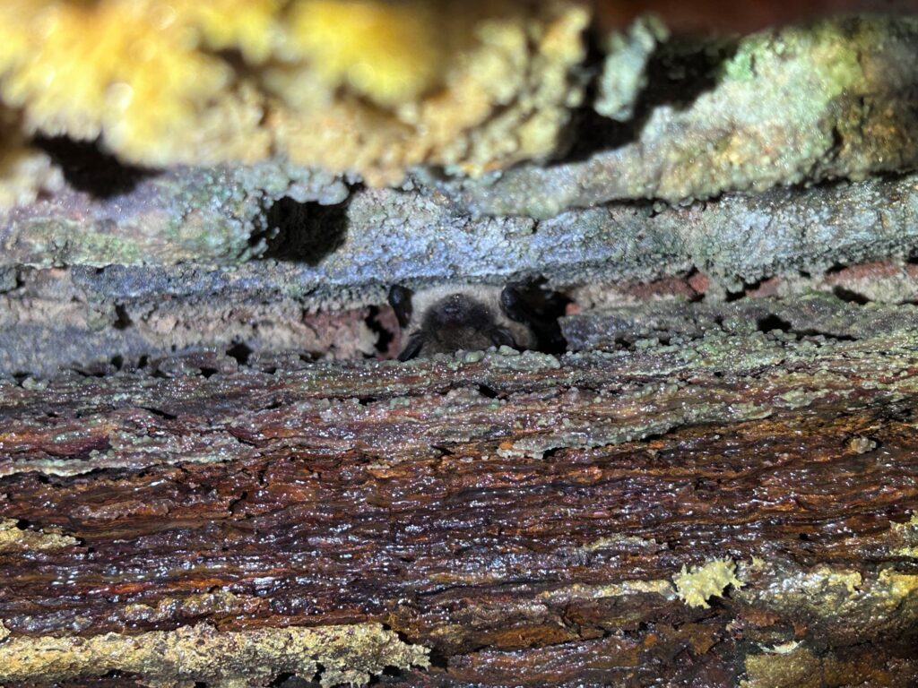Bat Survey Seasonality: How to Keep Your Project Moving Forward