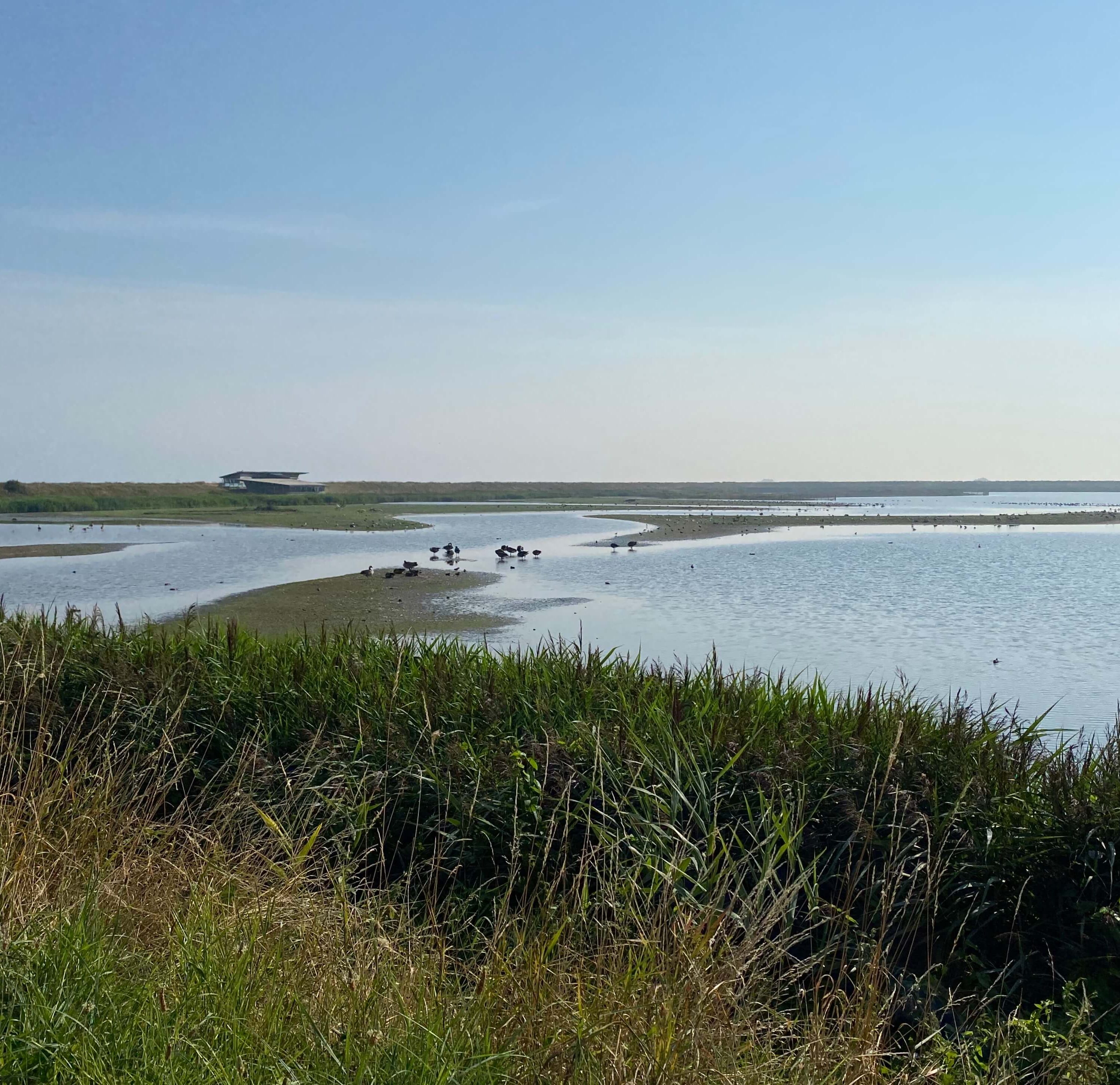 Grass bordering water