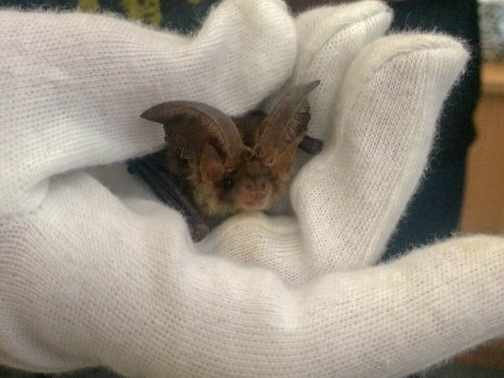 Bat in hand