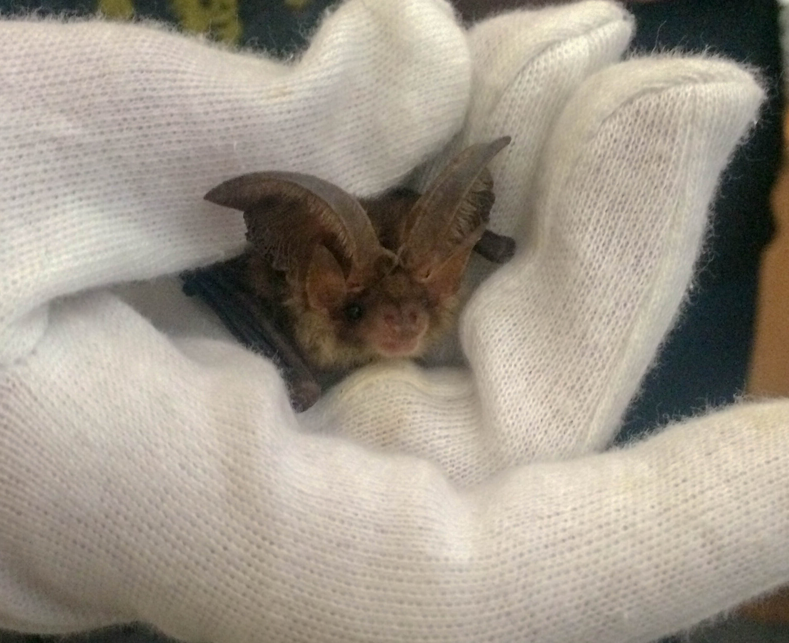 Bat in hand