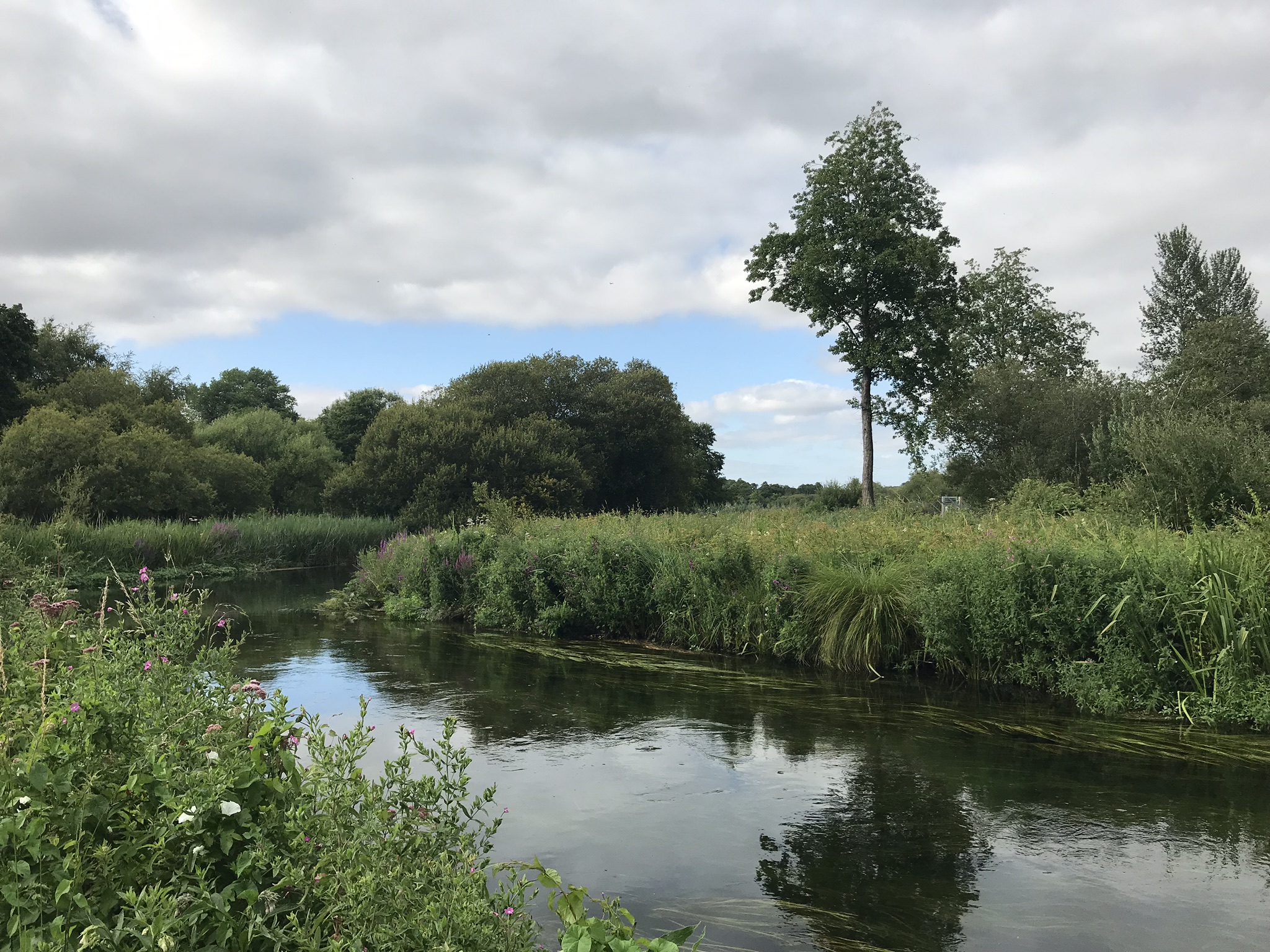 River surrounded by grass
