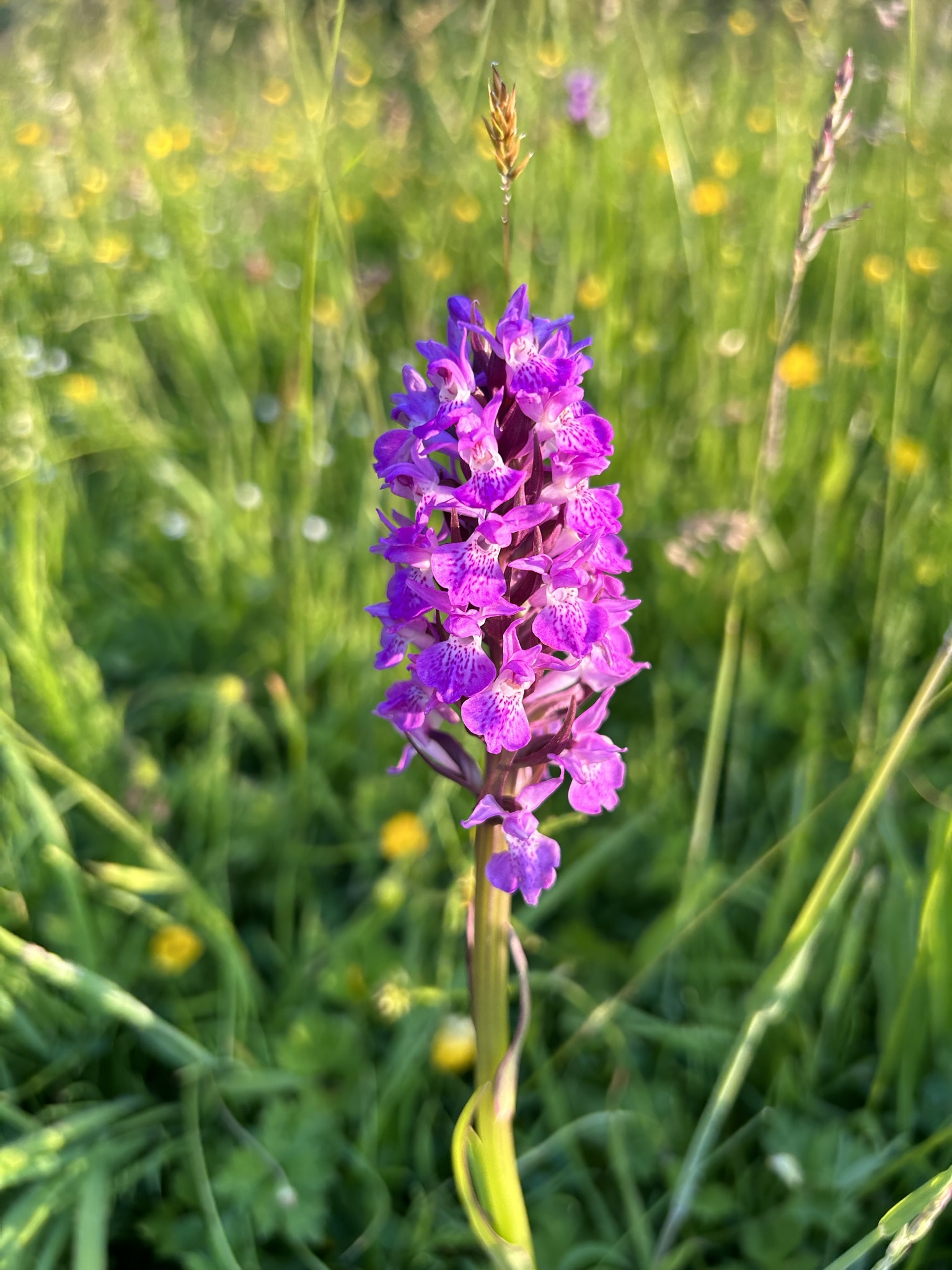 Purple flower in fied