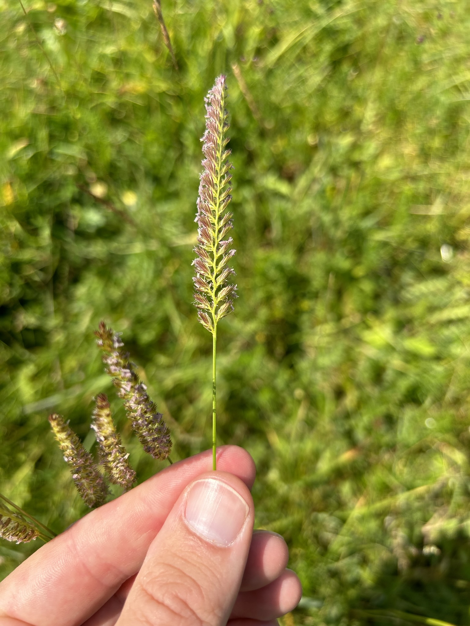 Holding a plant for classification