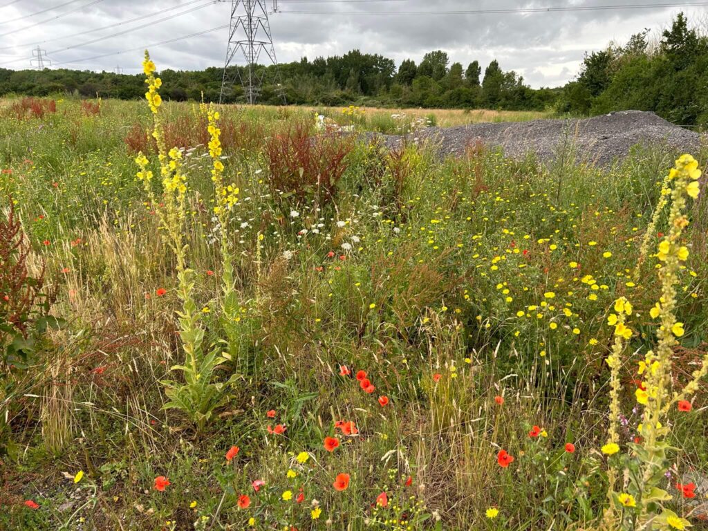 Wild field with flowers