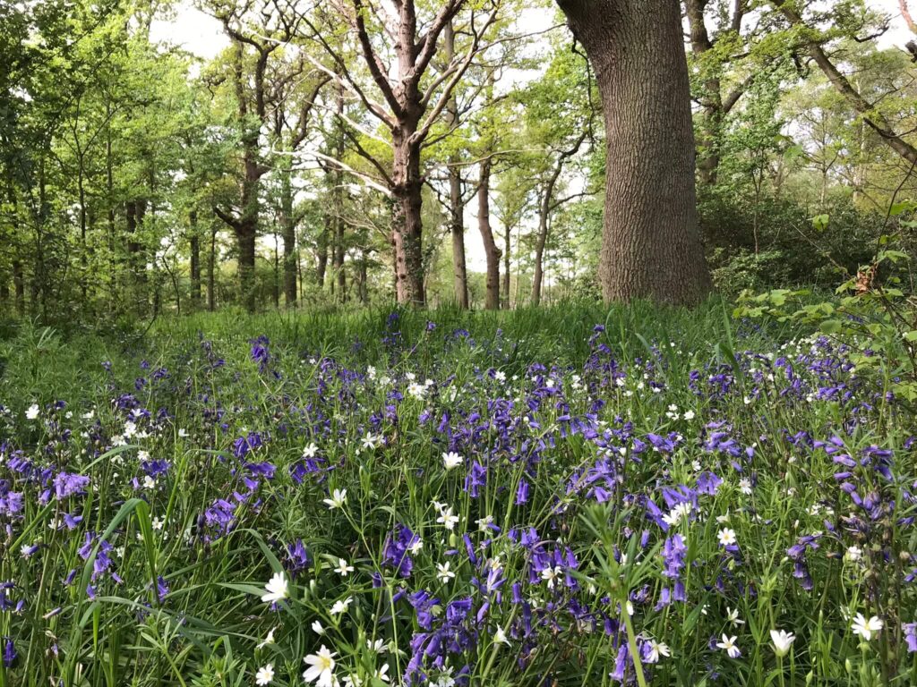 Field of flowers with trees