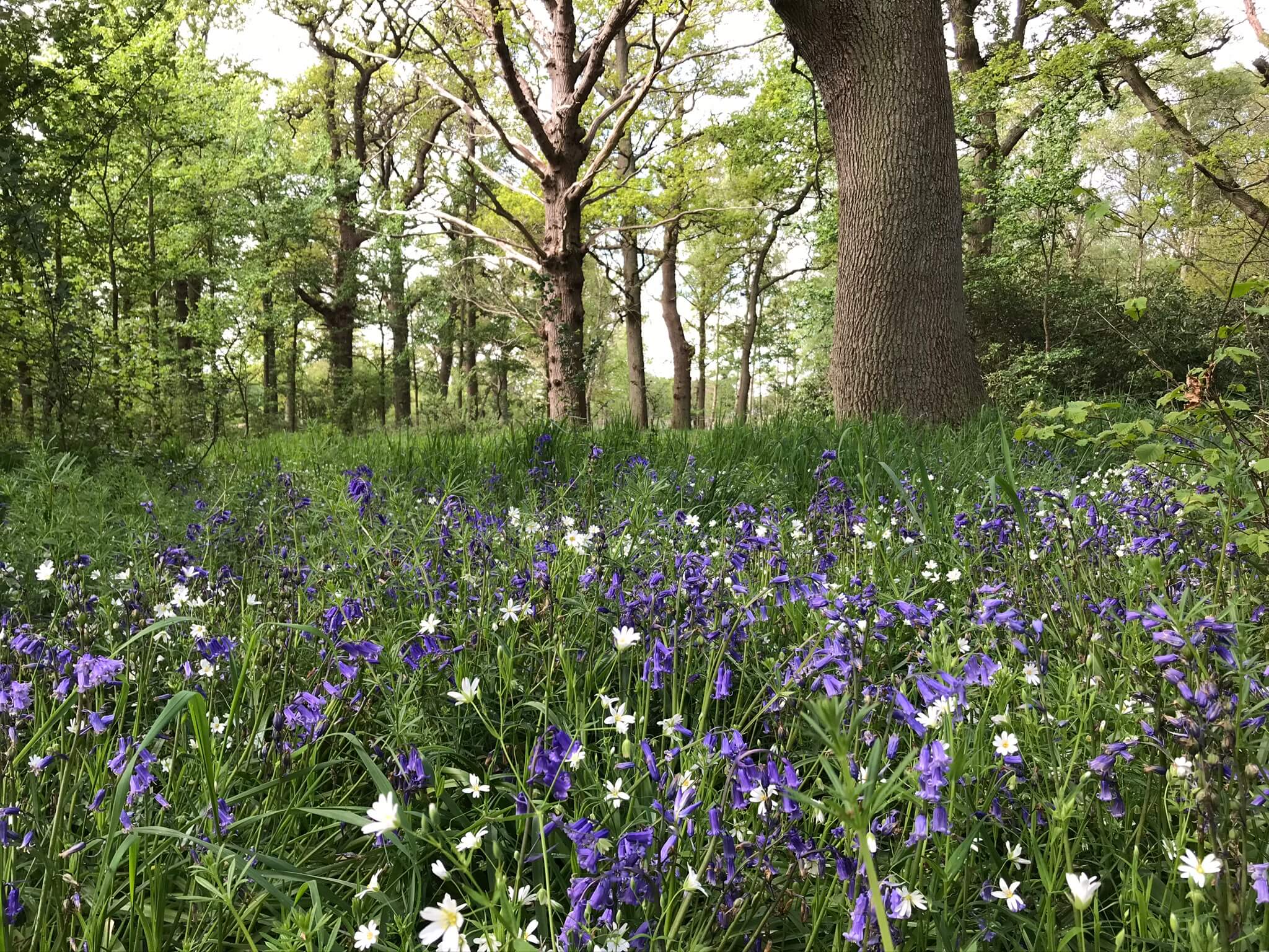 Field of flowers with trees