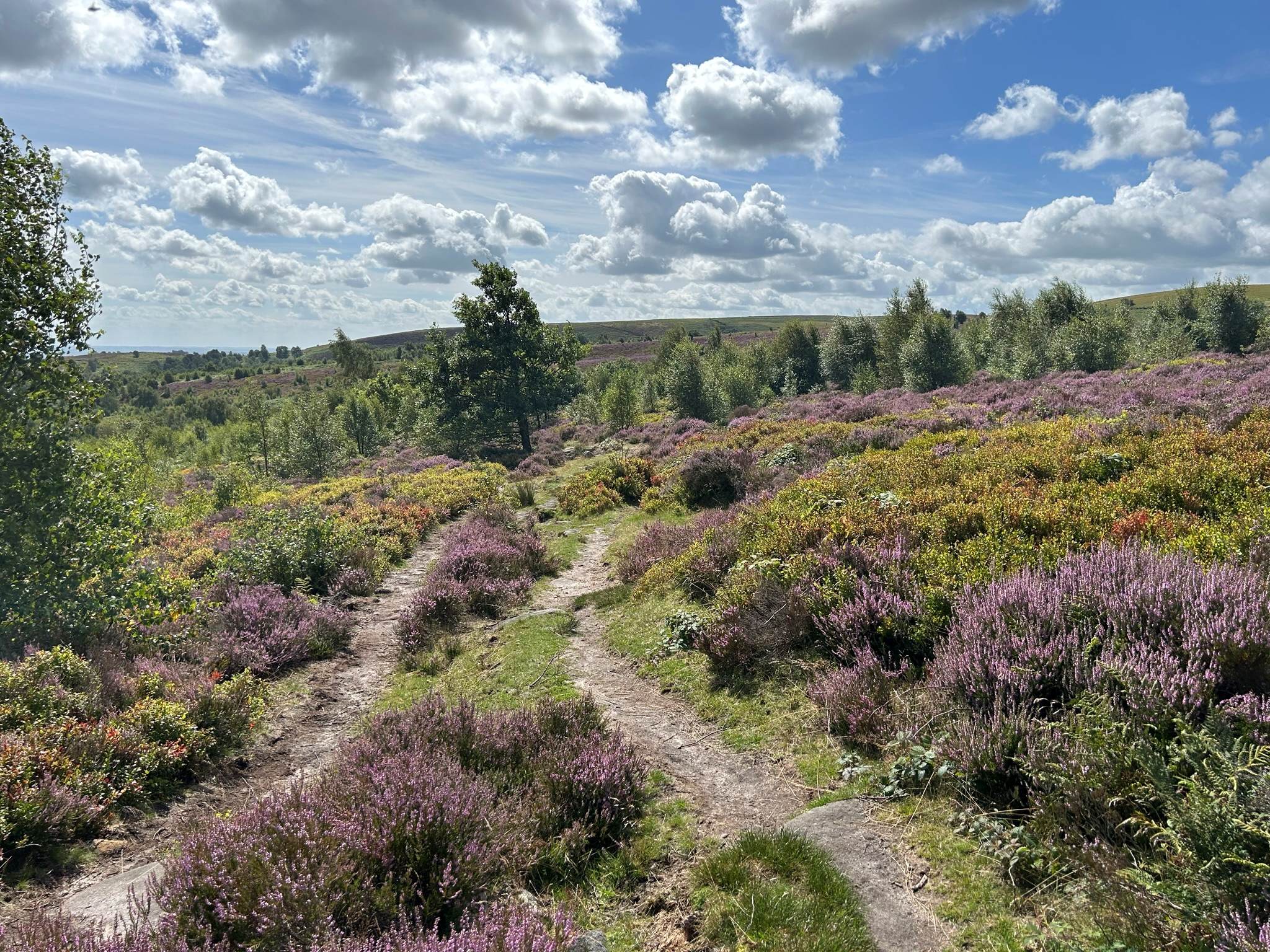 Verdant field and path