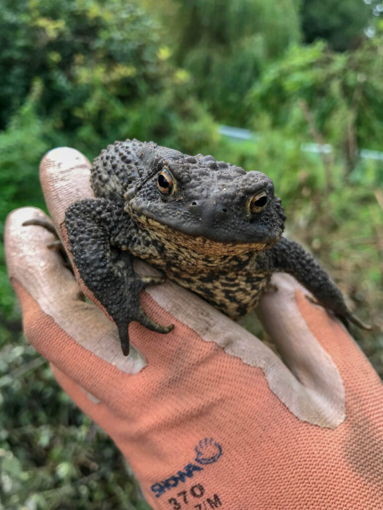 Toad in hand