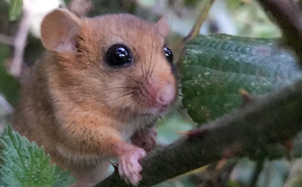 What is a Hazel Dormouse Presence/Absence Survey?