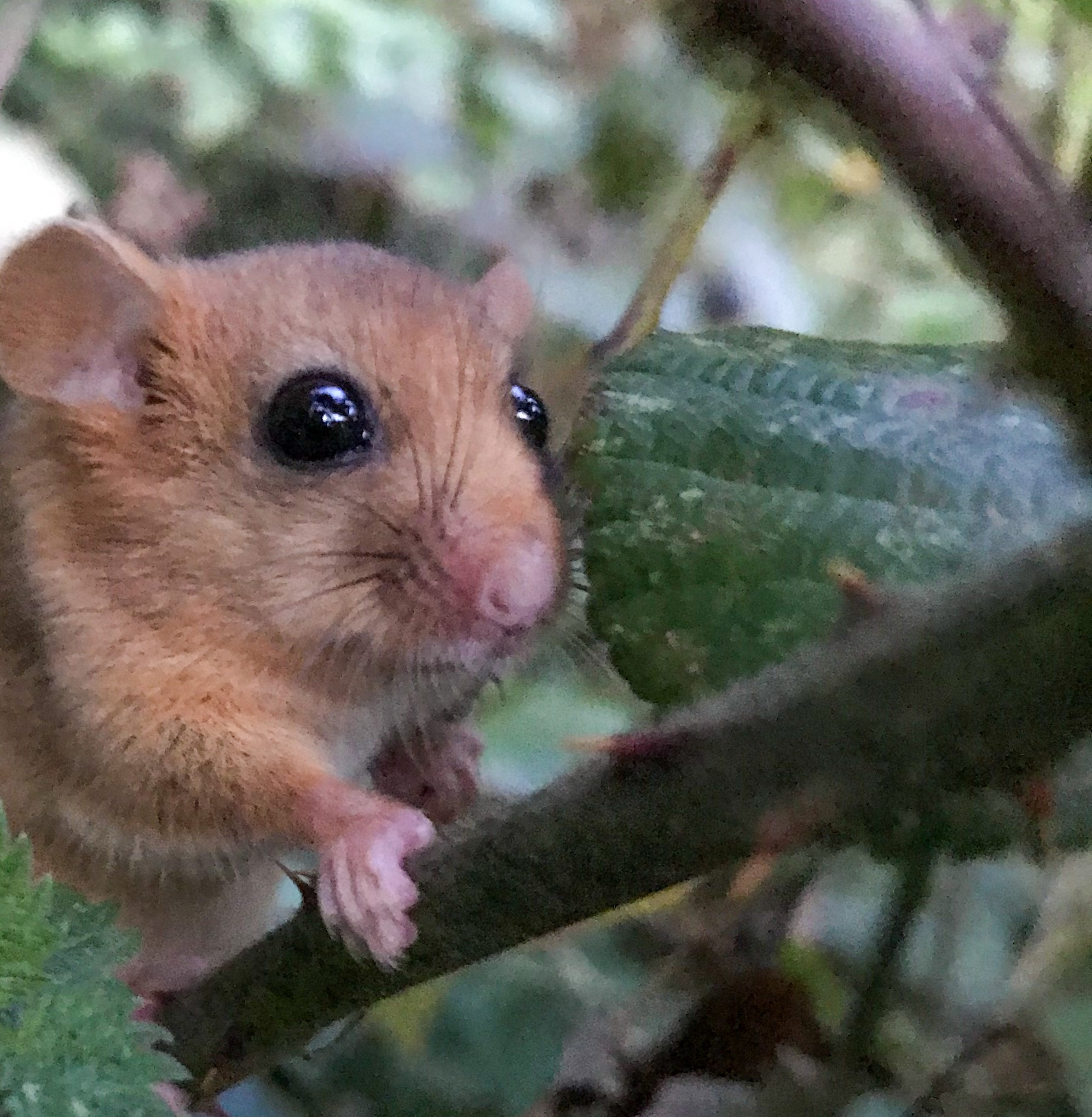 Hazel Dormouse
