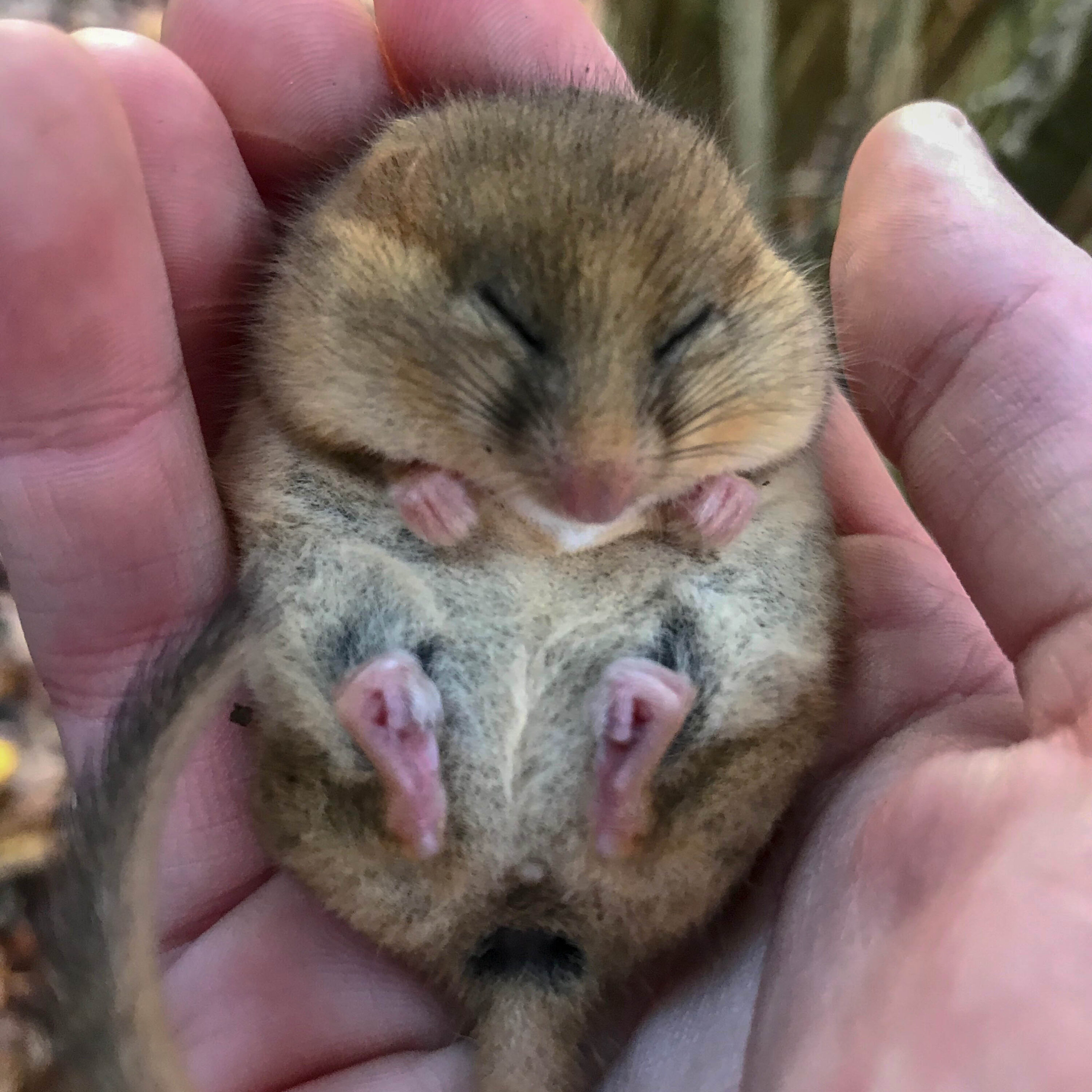 Hazel Dormouse