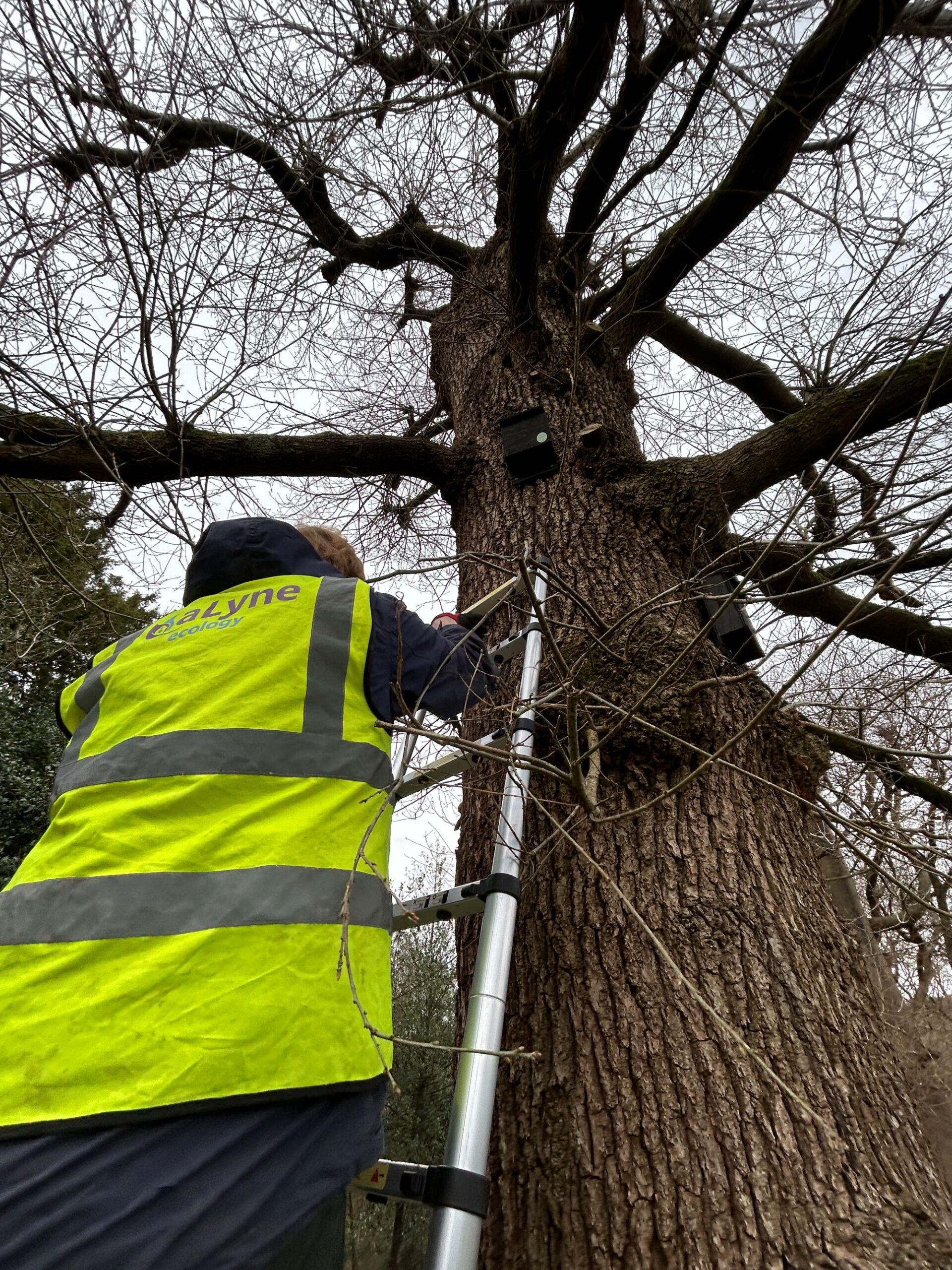 aLyne ecologist conducting GLTA