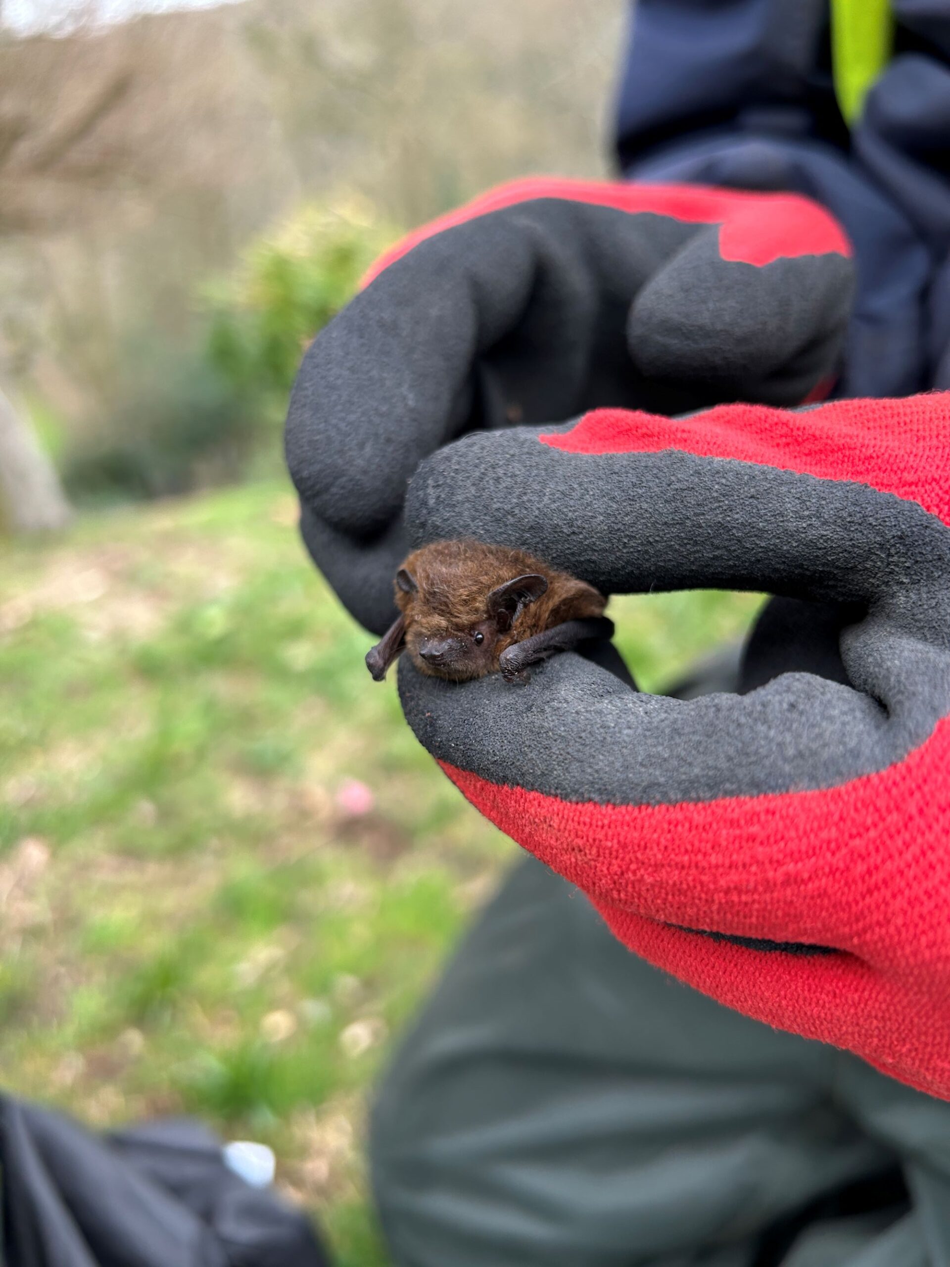 Ecologist with gloves on holding a bat