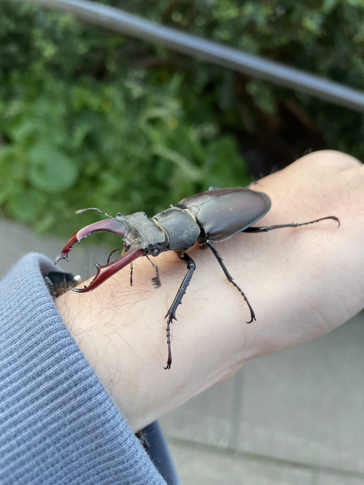 Beetle on arm