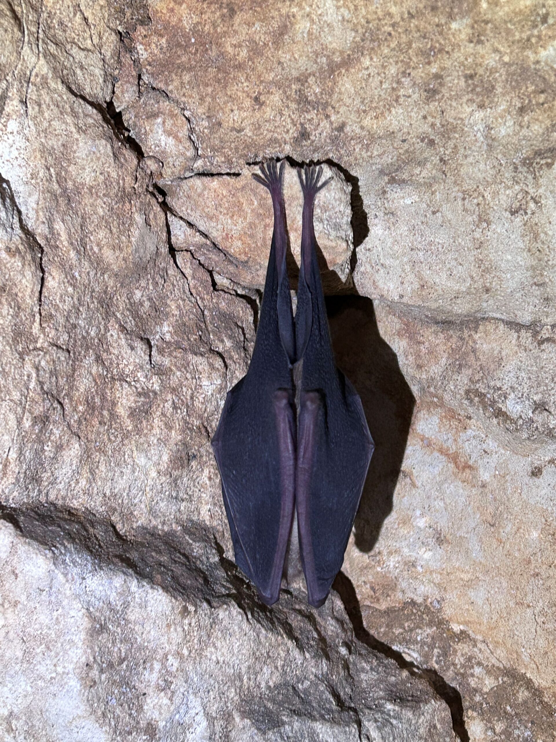 Bat in a cave