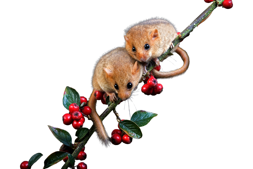 Dormouse on twig