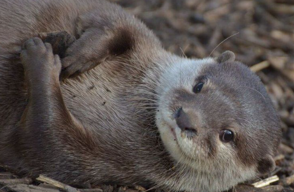 Otter