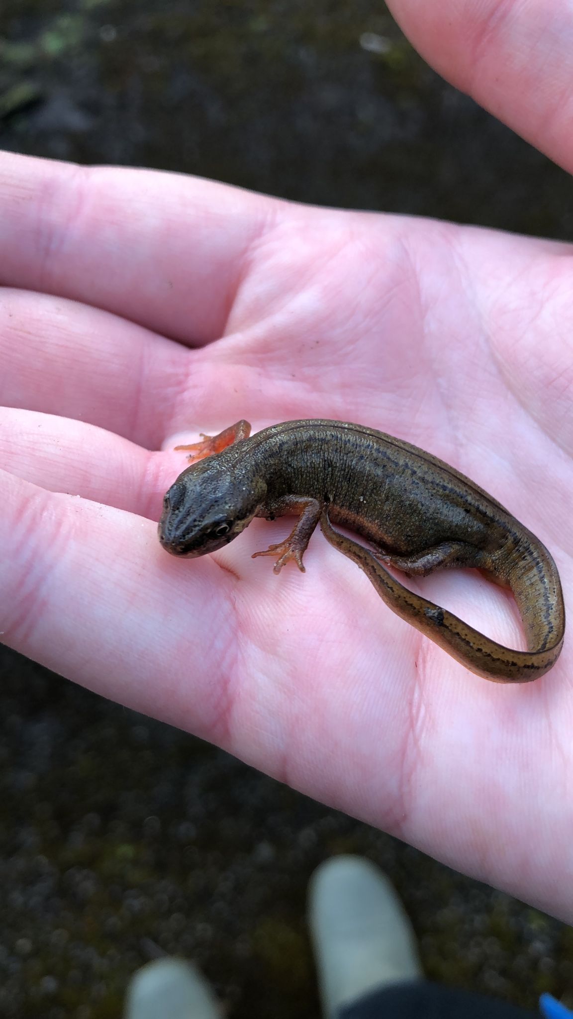 Great Crested Newt on hand