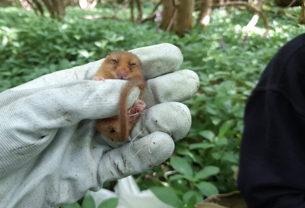 Hazel Dormouse