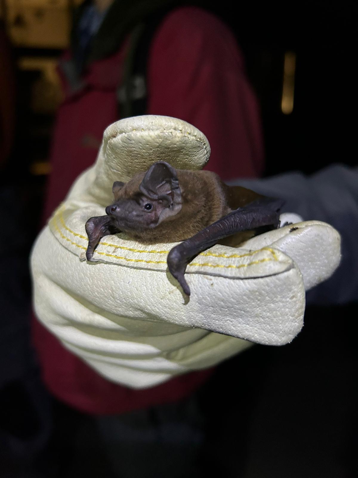 Bat in hand