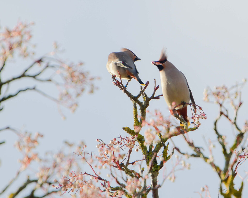 birds on branch