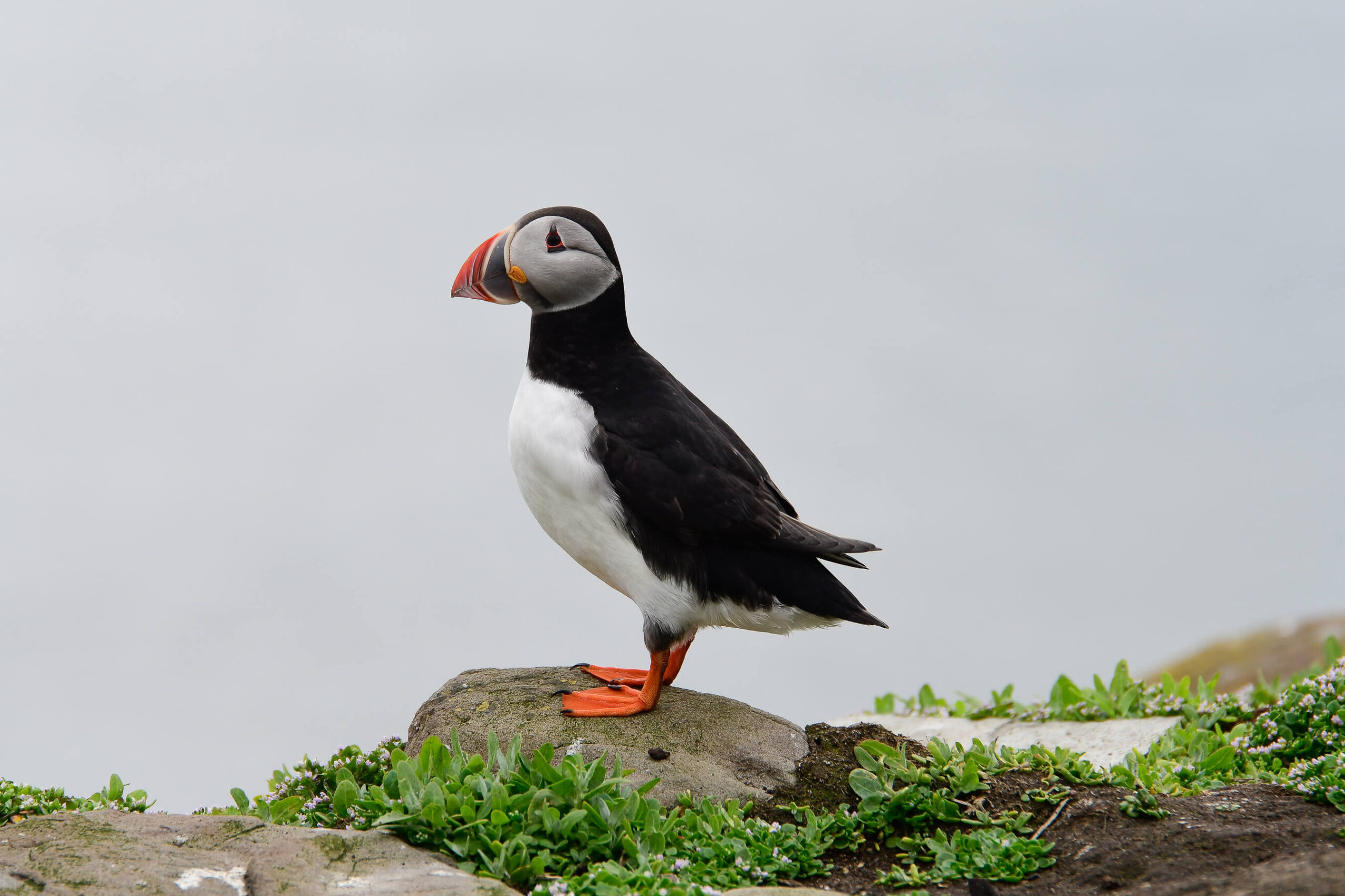 Puffin