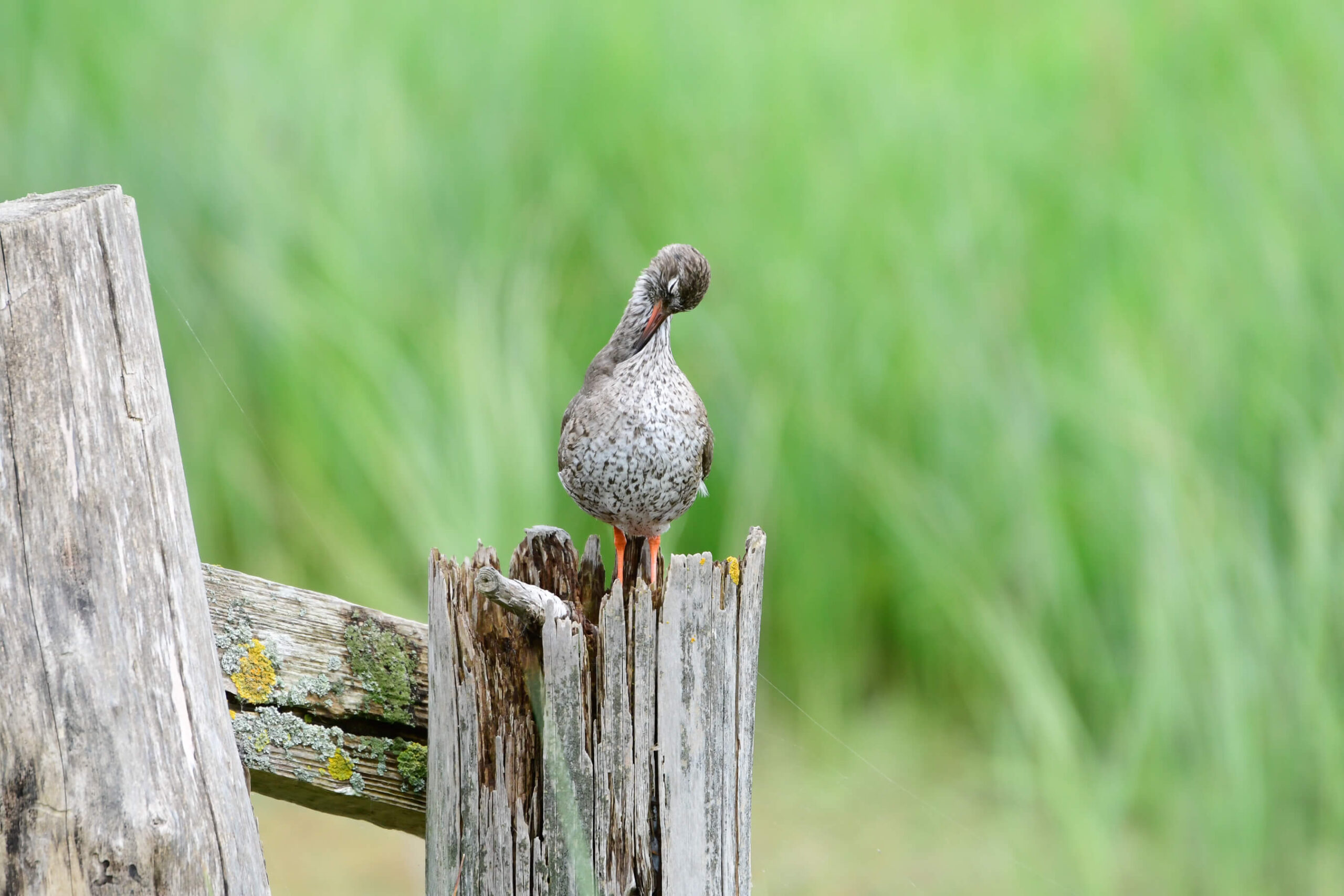 Brid on fence