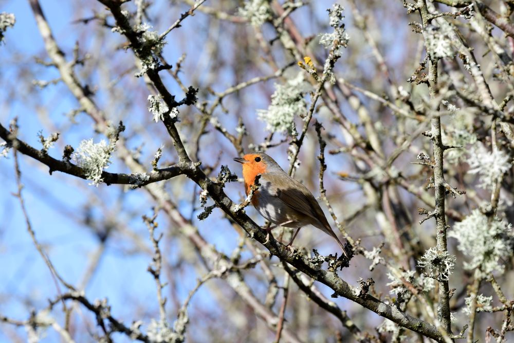 A Guide to Winter Ecology Surveys & Preparing for the Peak Season