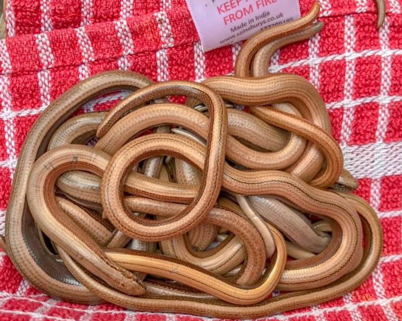 Slow worms