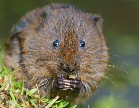 Water vole