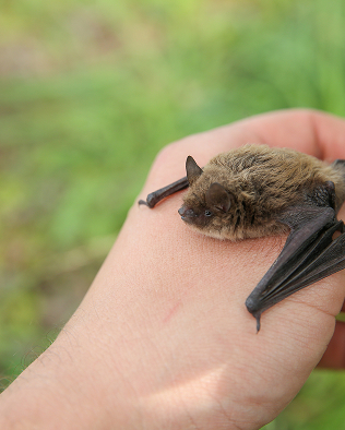 Bat in hand