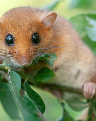 Hazel dormouse