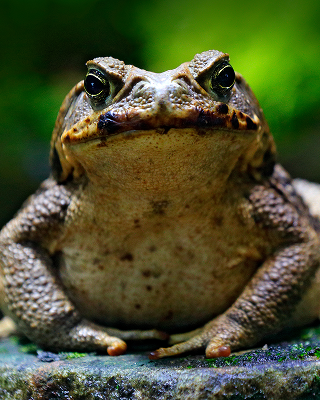 Toad
