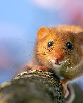 Hazel Dormouse on branch