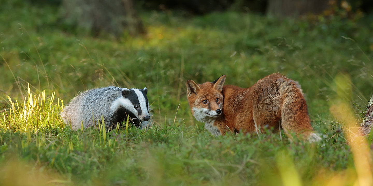 Fox and badger in field