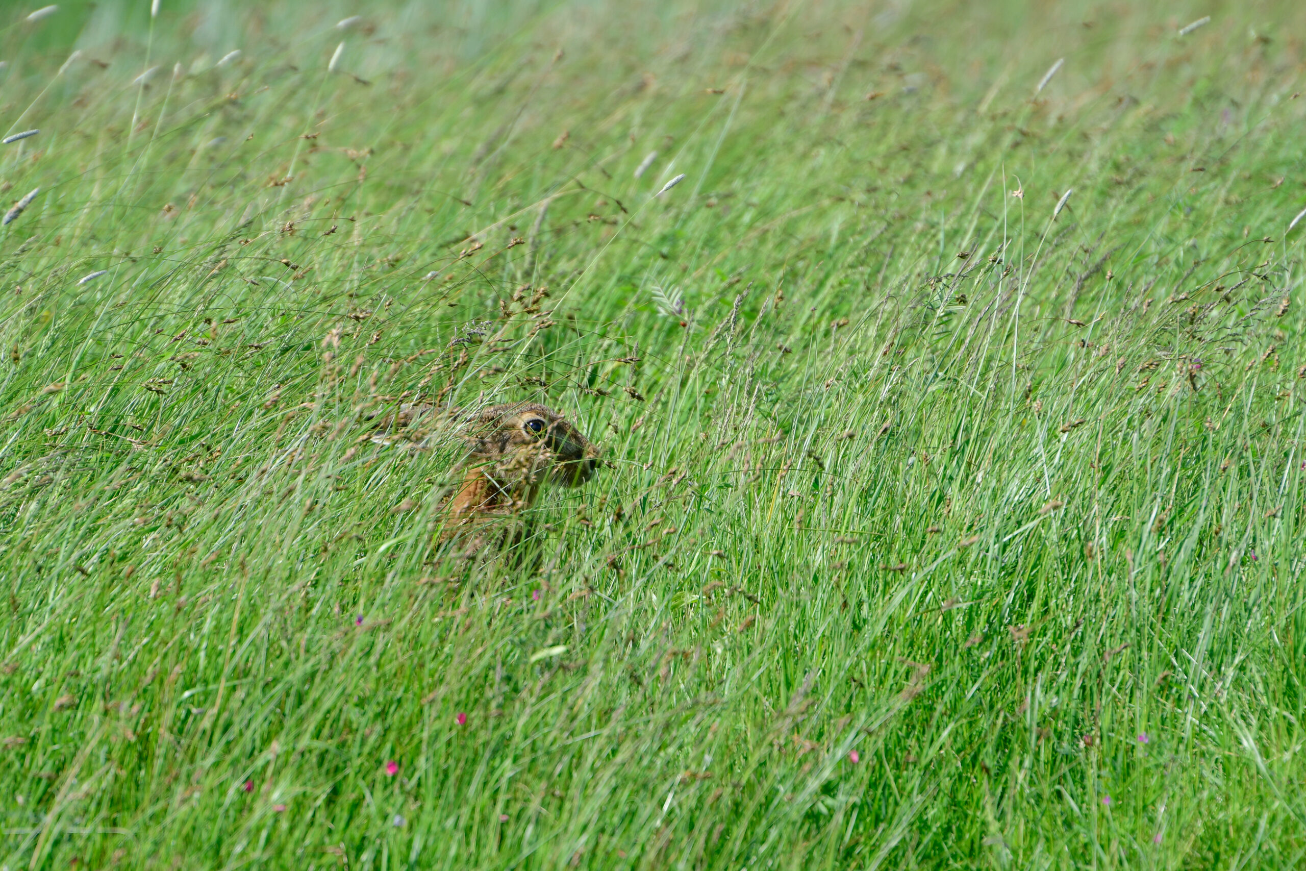 Hare in tall grass