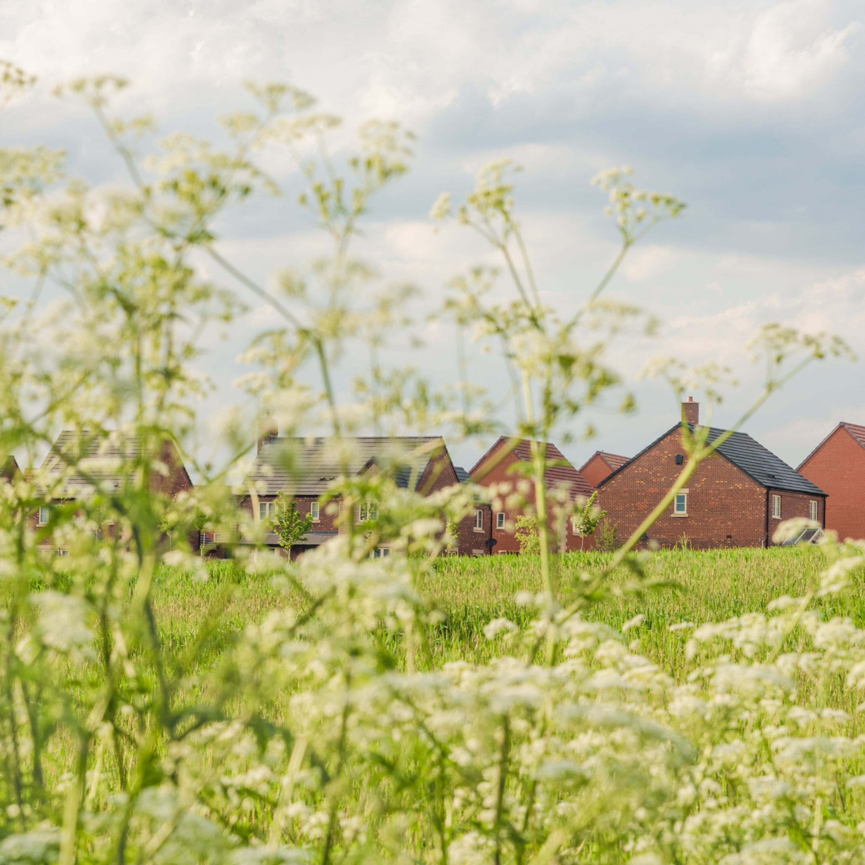 New build house development with wildflowers in the foreground